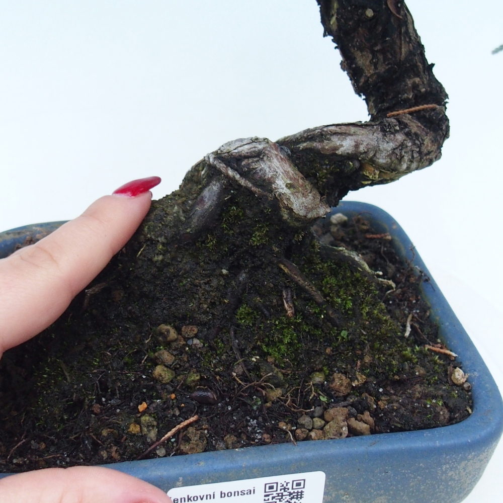 Outdoor bonsai - Juniperus chinensis Kishu - Chinese juniper
