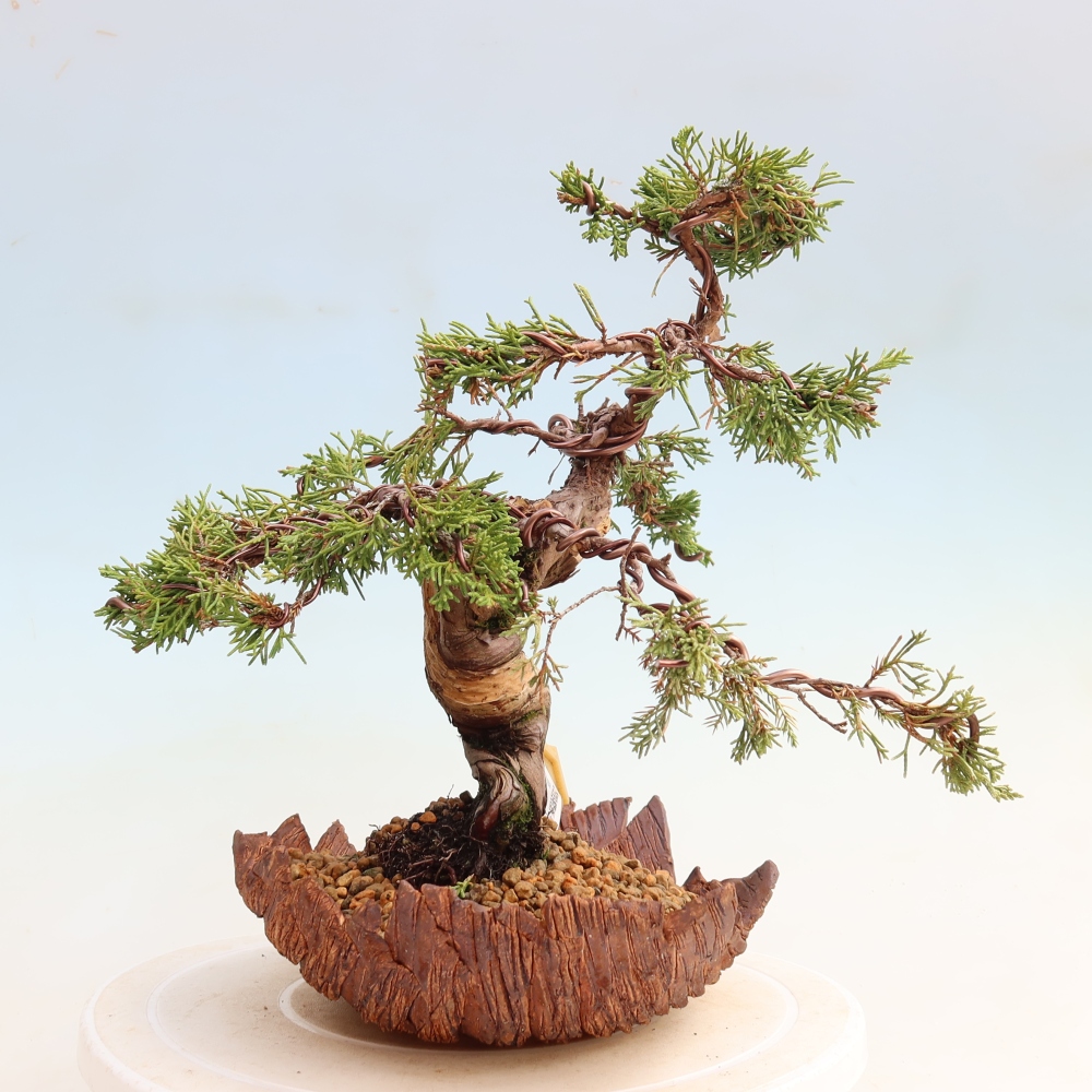 Outdoor Bonsai - Juniperus chinensis Itoigawa - Chinese Juniper