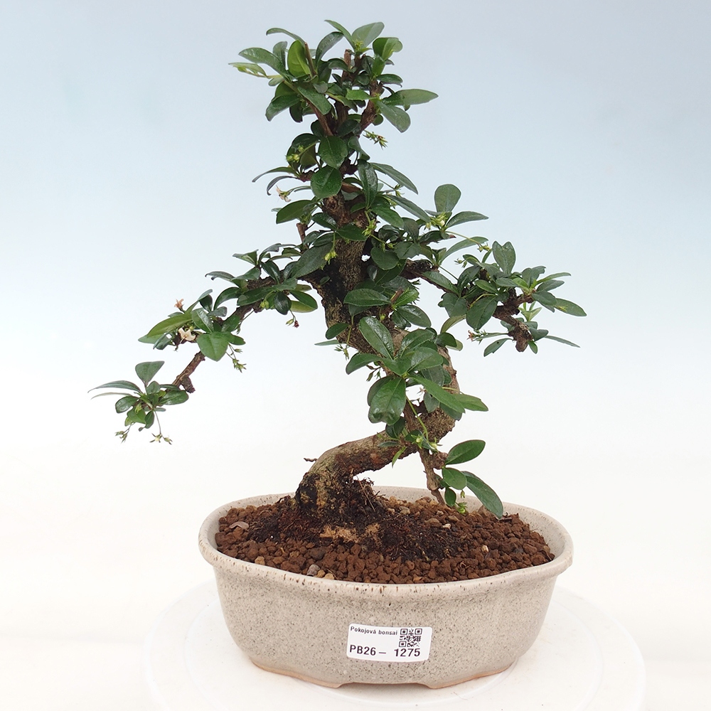 Room bonsai - Carmona macrophylla - Tea fuki
