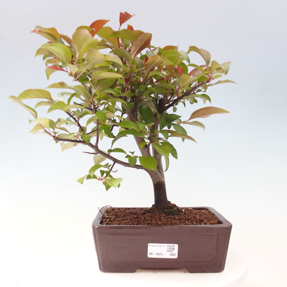 Outdoor bonsai - Malus domestica - Small-fruited red-leaved apple tree