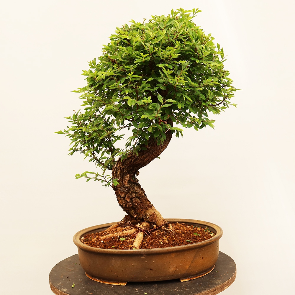 Outdoor bonsai - Zelkova - Zelkova NIRE