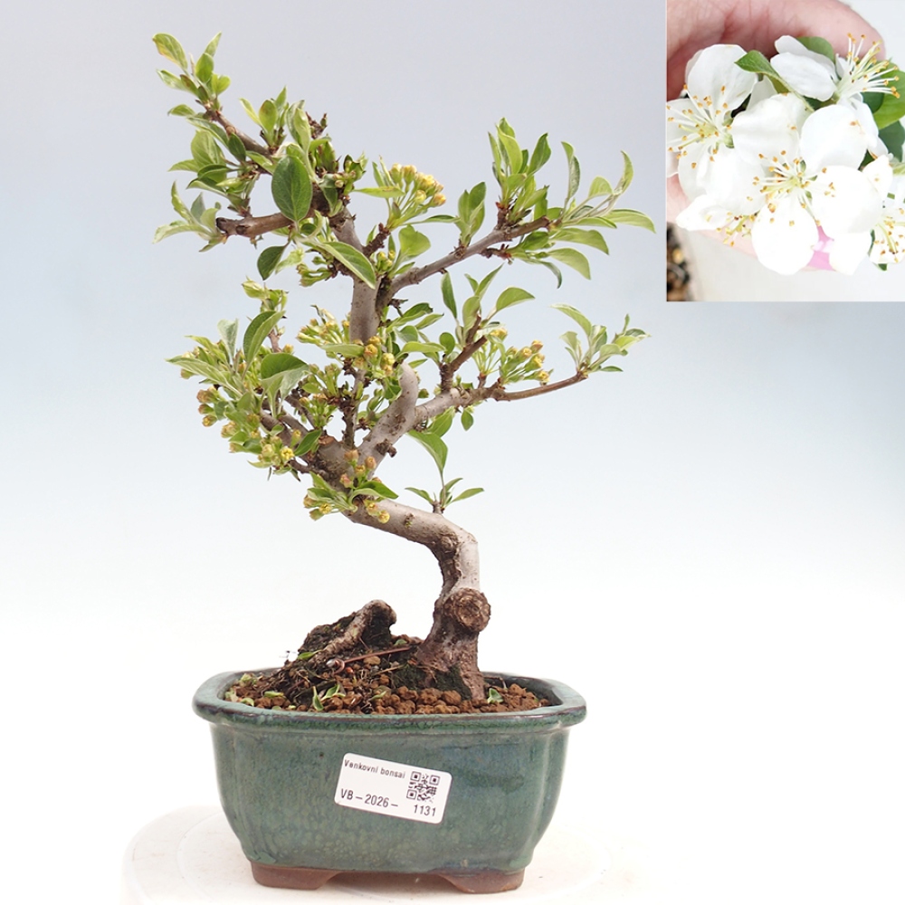 Outdoor bonsai - Malus sargentii - Small-fruited apple tree