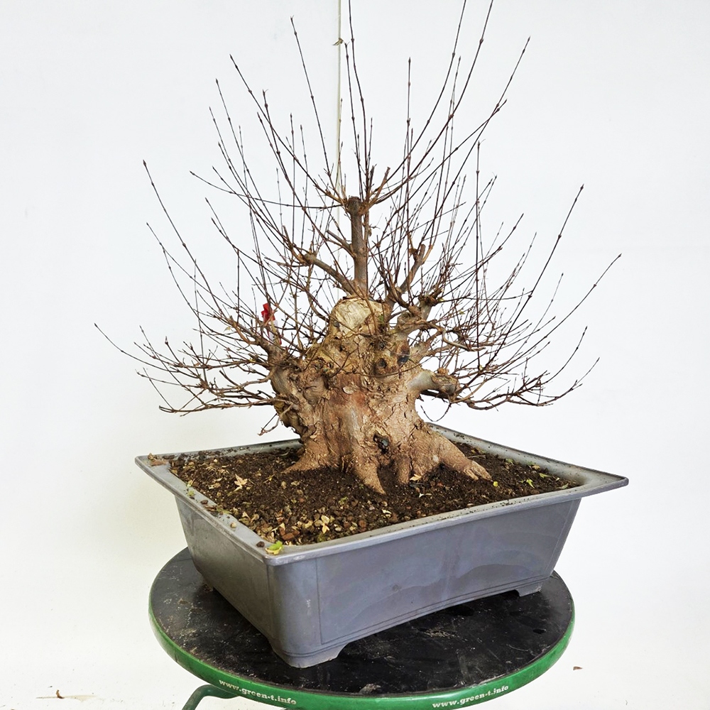 Outdoor bonsai Maple Burger - Acer Burgeriana