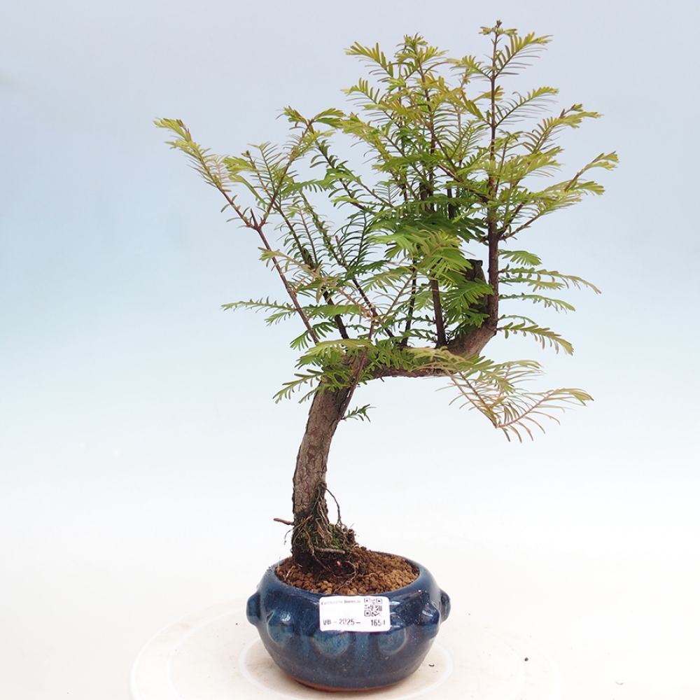 Outdoor bonsai - Metasequoia glyptostroboides - Chinese Metasequoia