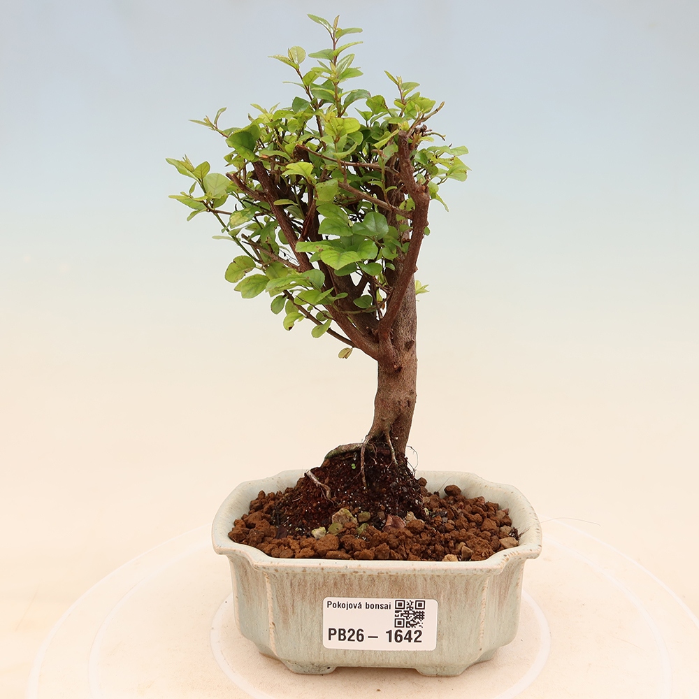 Room bonsai - Sageretia thea - Sageretia thea