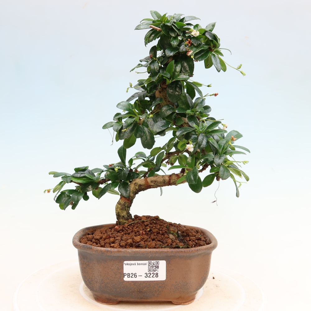 Room bonsai - Carmona macrophylla - Tea fuki