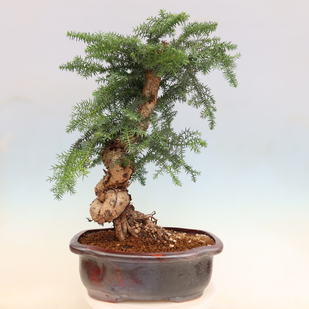 Indoor Bonsai - Araucaria - Indoor Spruce