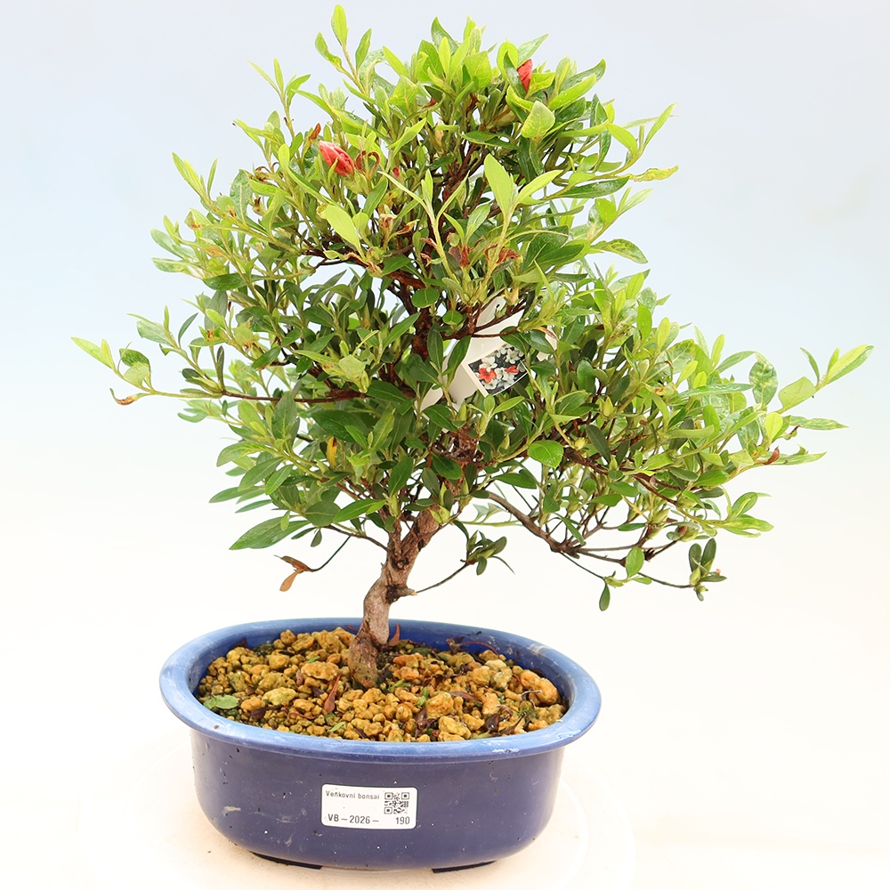 Outdoor bonsai - Japanese Azalea - Azalea Matsunami