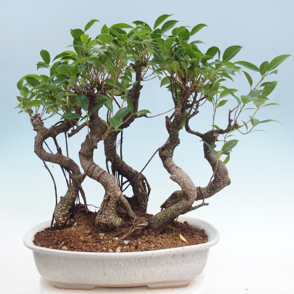 Room bonsai - Ficus kimmen - small-leaved ficus