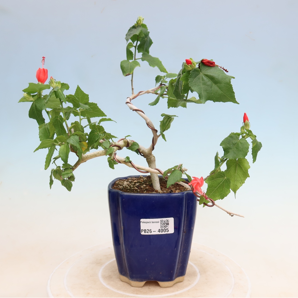 Indoor bonsai - Malvaviscus arboreus