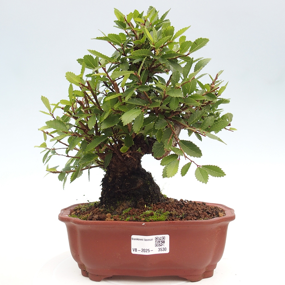 Outdoor bonsai - Zelkova - Zelkova serrata
