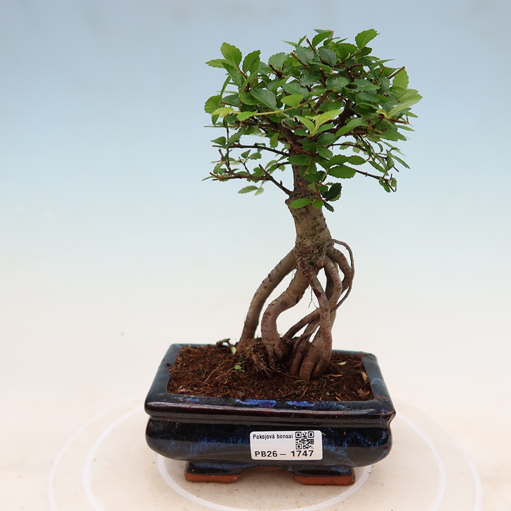 Room bonsai - Ulmus parvifolia - Small-leaved elm