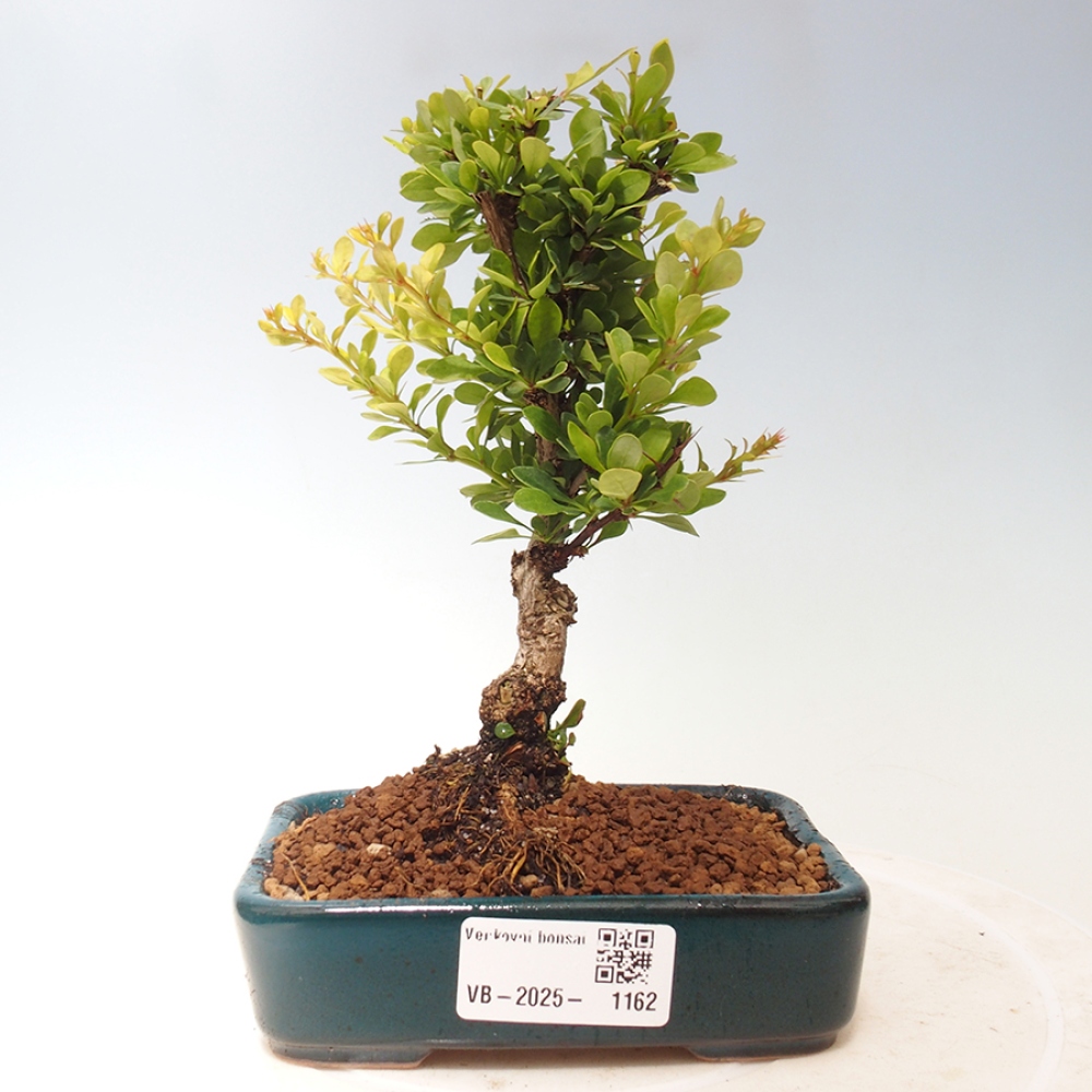 Outdoor bonsai - Berberis thunbergii - Barberry