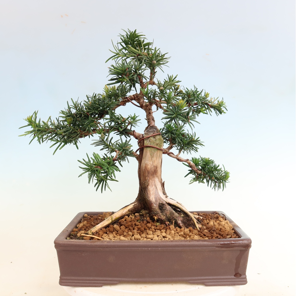 Outdoor Bonsai - Taxus cuspidata  - Japanese Yew
