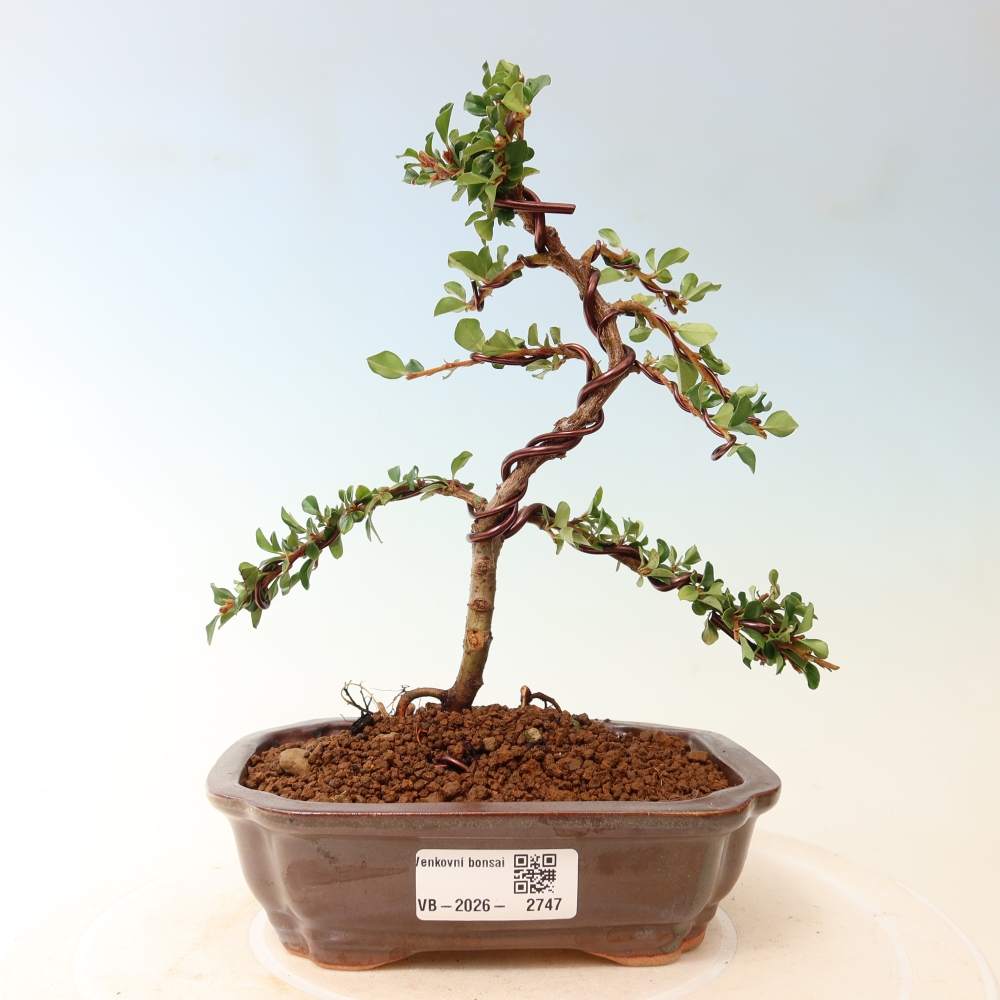 Outdoor bonsai - Cotoneaster horizontalis - Rocky Mountain