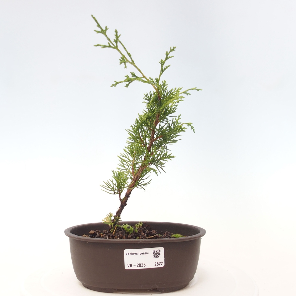 Outdoor bonsai - Juniperus chinensis Itoigawa - Chinese juniper