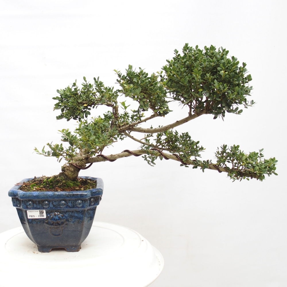 Indoor bonsai - Ilex crenata - Holly