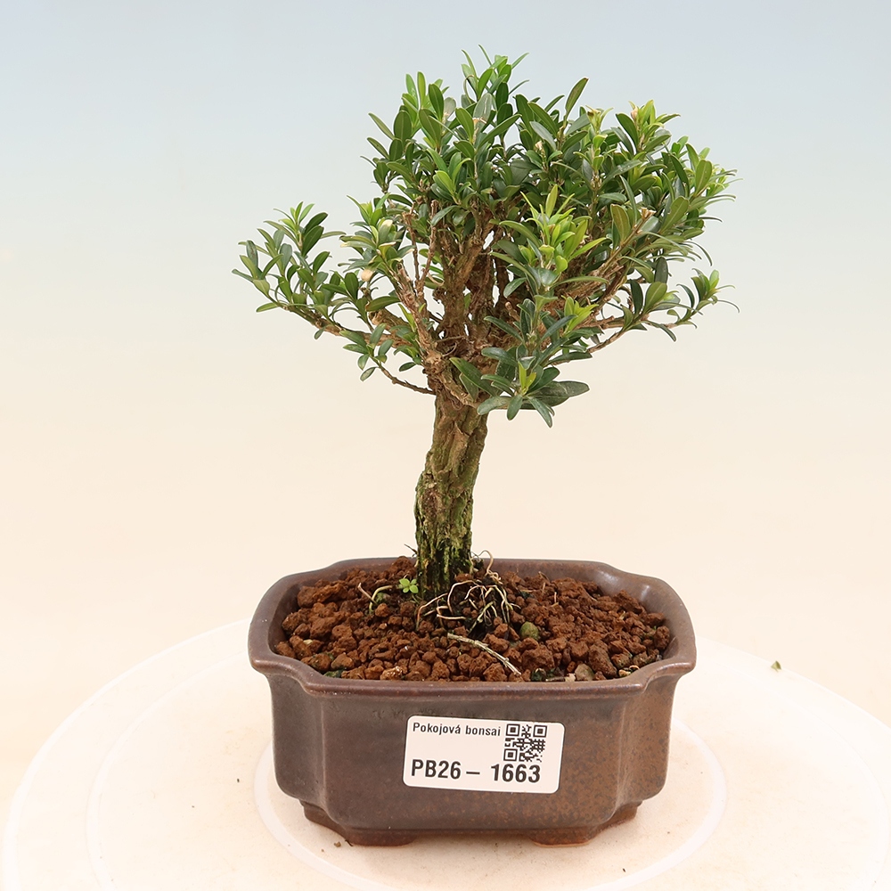 Room bonsai - Buxus harlandii - cork buxus