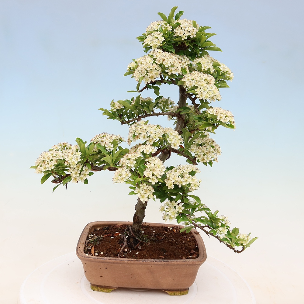 Outdoor Bonsai - Pyracantha teton - Scarlet Firethorn
