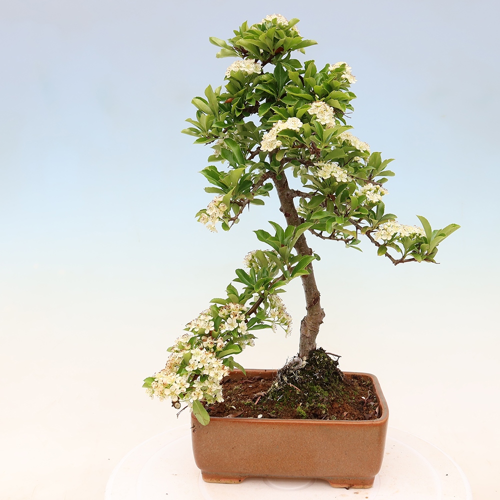 Outdoor Bonsai - Pyracantha teton - Scarlet Firethorn