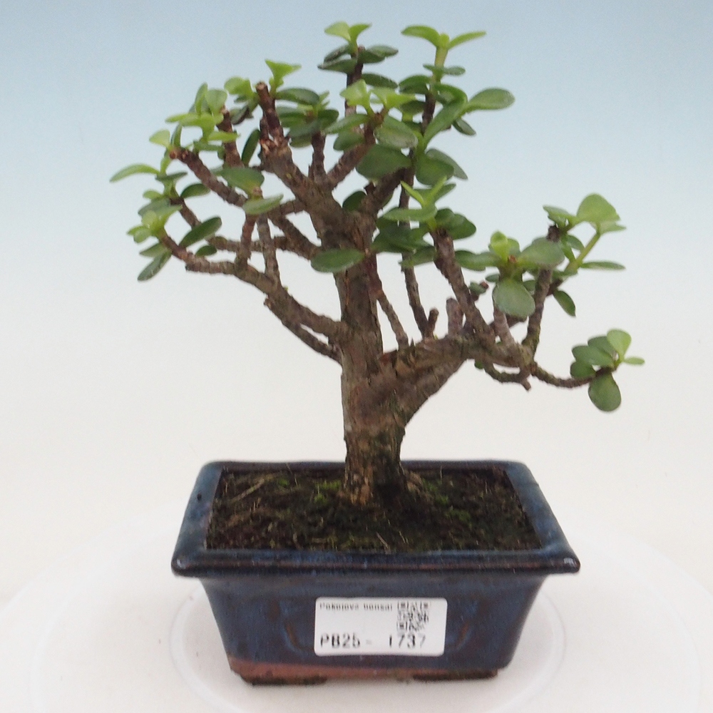 Indoor bonsai - Portulakaria Afra - Tlustice