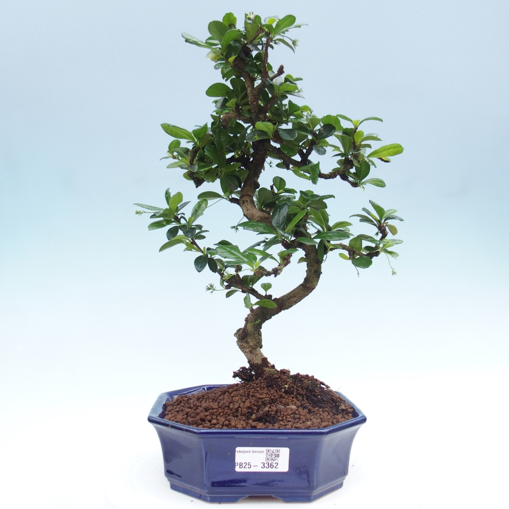 Room bonsai - Carmona macrophylla - Tea fuki
