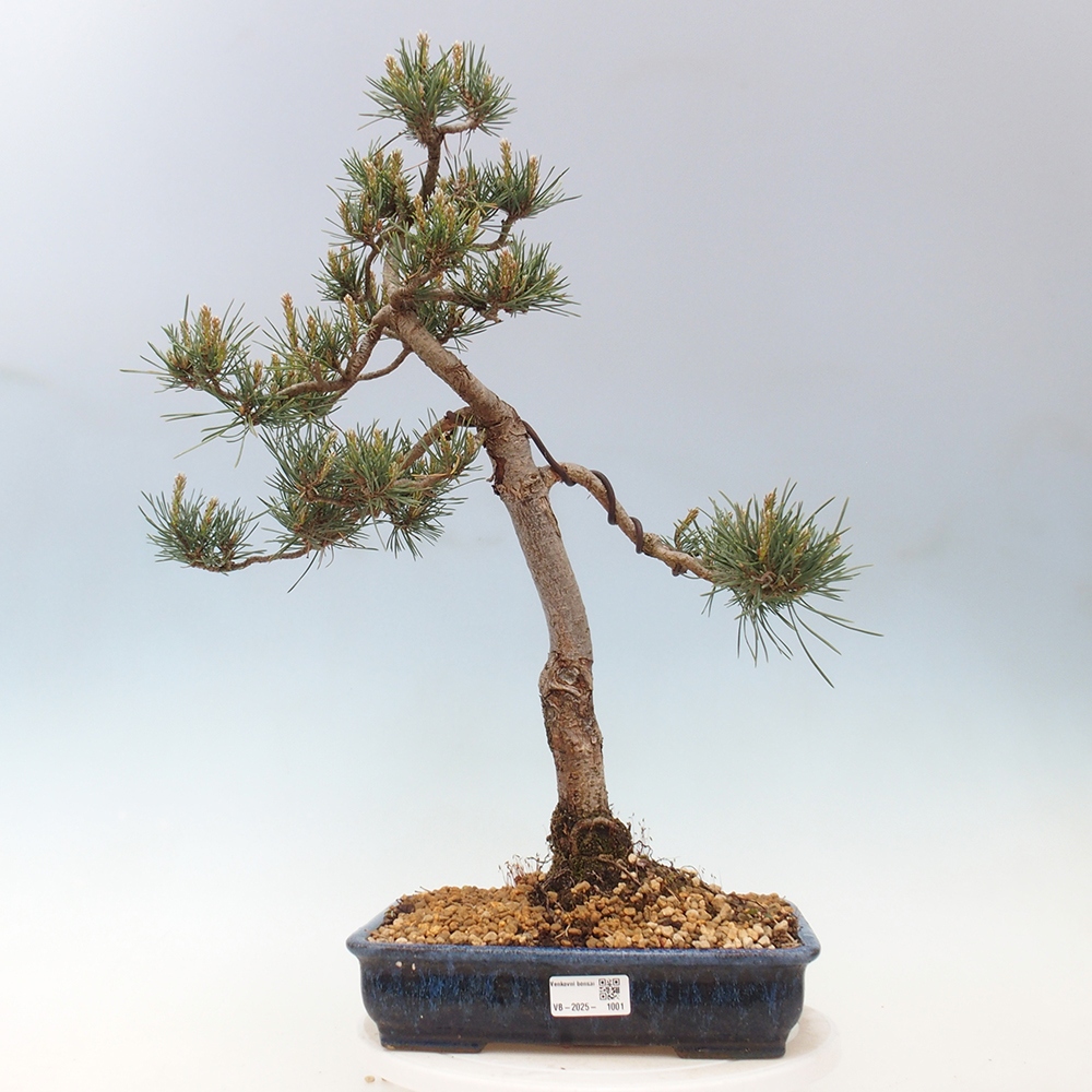 Outdoor bonsai - Pinus Sylvestris - Scots pine