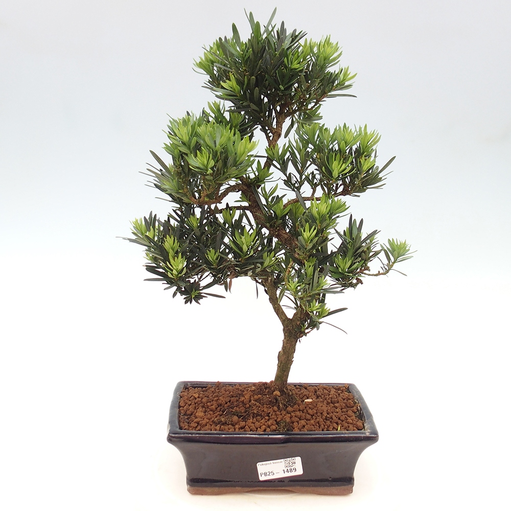 Indoor bonsai - Podocarpus - Stone thous