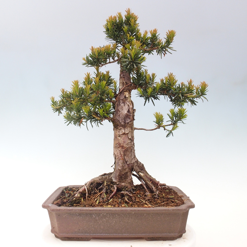 Outdoor bonsai - Taxus cuspidata - Japanese yew
