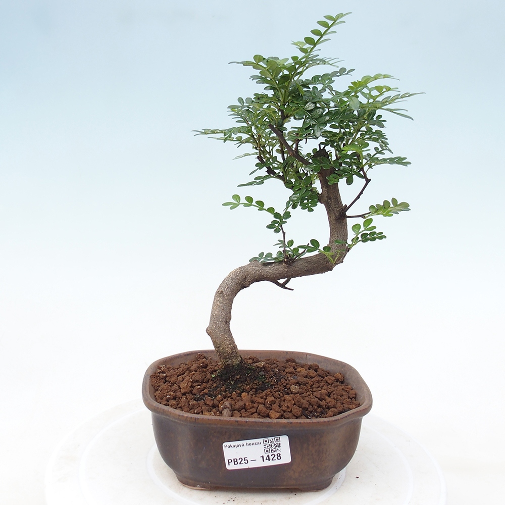 Indoor bonsai - Zantoxylum piperitum - Peppermint