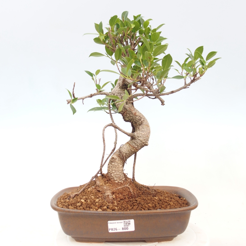 Indoor bonsai - Ficus kimmen - small-leaved ficus