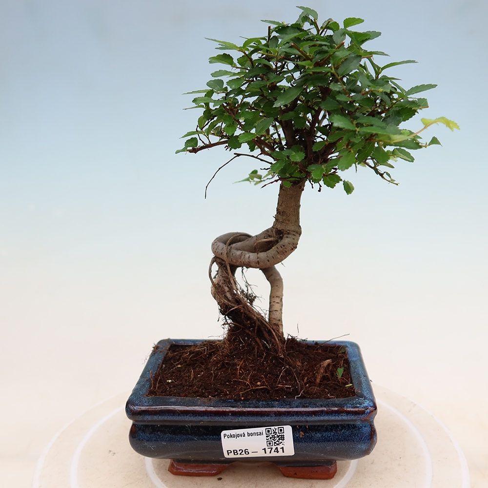 Room bonsai - Ulmus parvifolia - Small-leaved elm