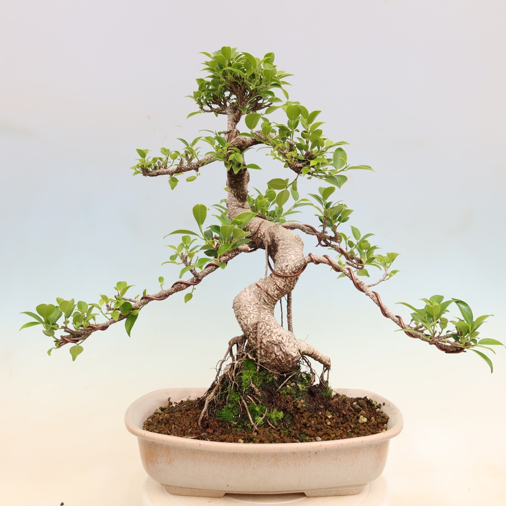 Room bonsai - Ficus kimmen - small-leaved ficus