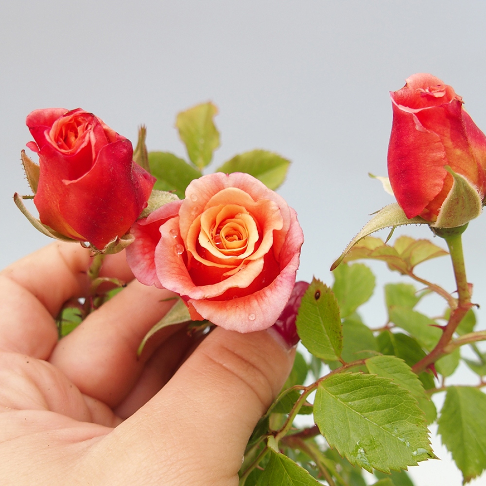 Outdoor bonsai - Rosa Kordes -  rose