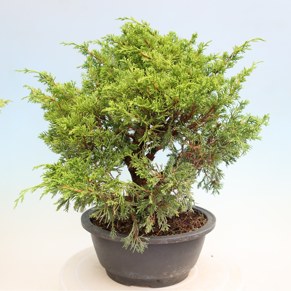 Outdoor Bonsai - Juniperus chinensis Itoigawa - Chinese Juniper
