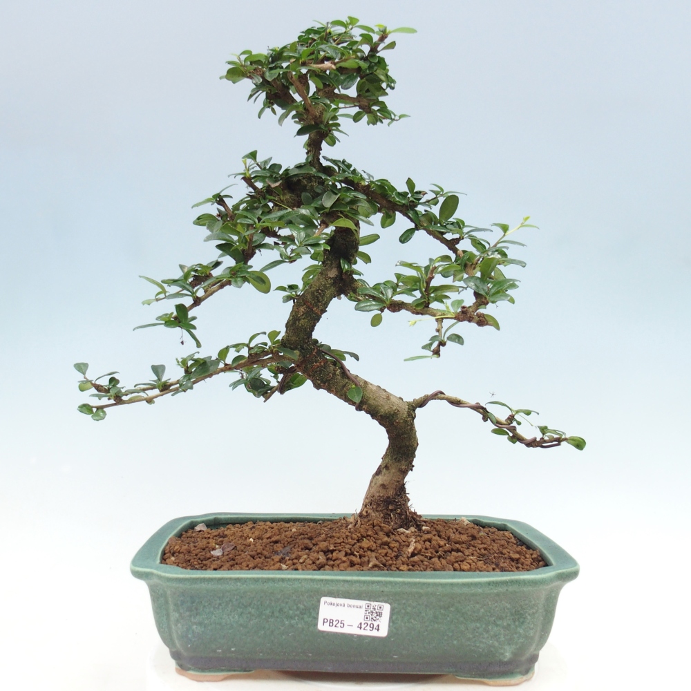 Room bonsai - Carmona macrophylla - Tea fuki