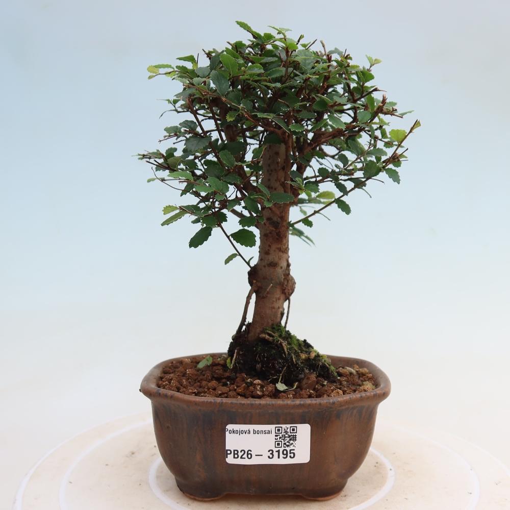 Room bonsai - Ulmus parvifolia - Small-leaved elm