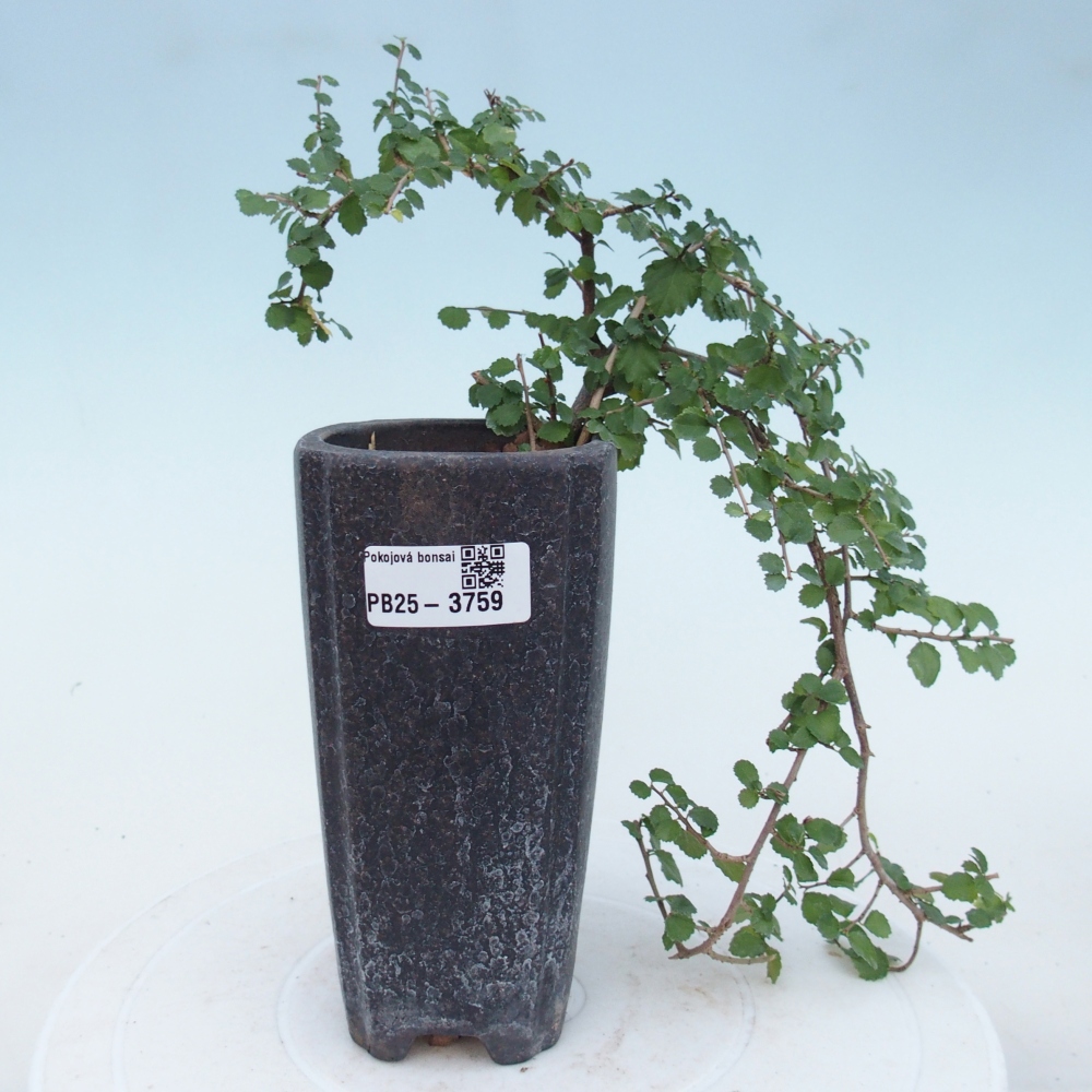 Room bonsai - Grewia sp. - Grewia malafolia