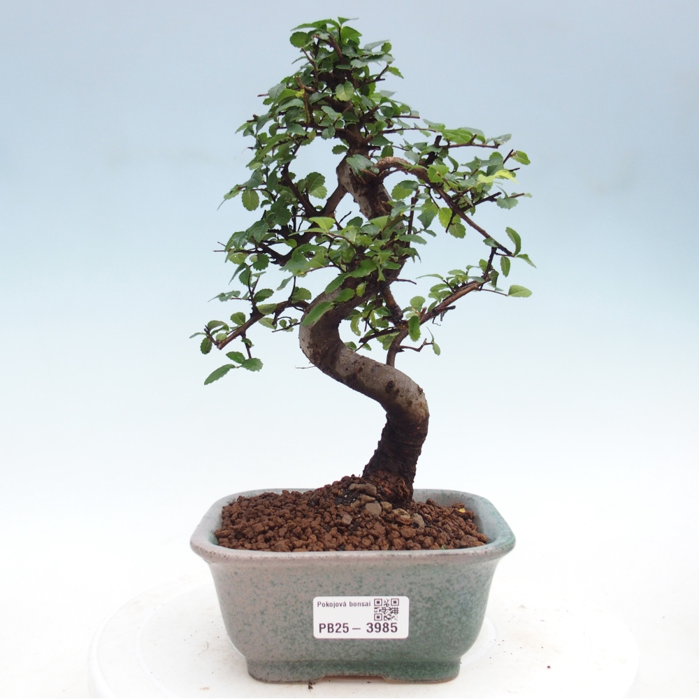 Room bonsai - Ulmus parvifolia - Small-leaved elm