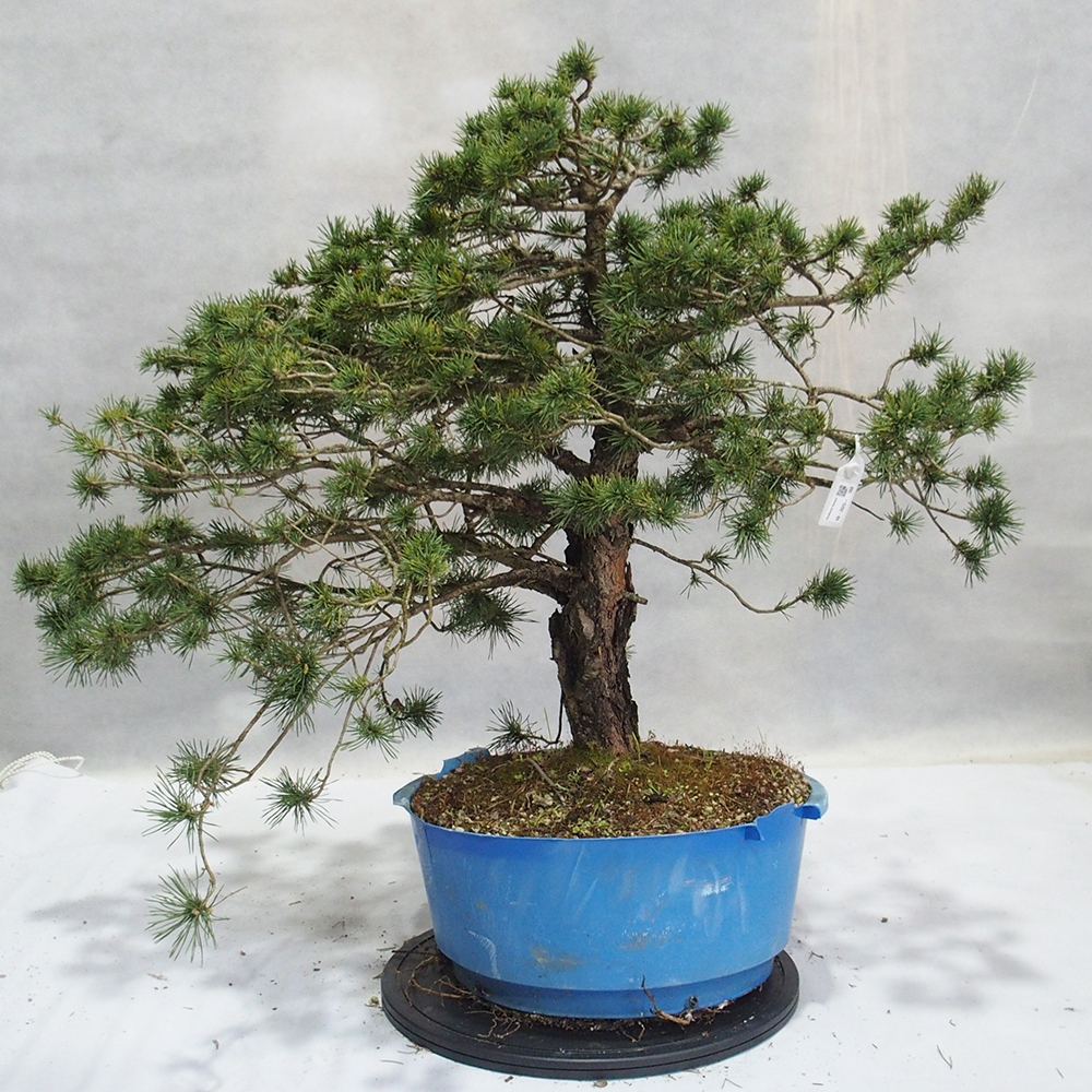 Yamadori - Pinus sylvestris 