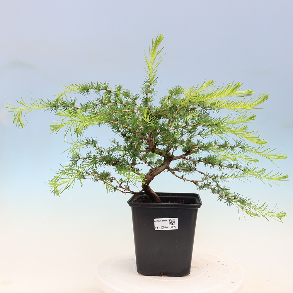 Outdoor bonsai -Larix decidua - Larch