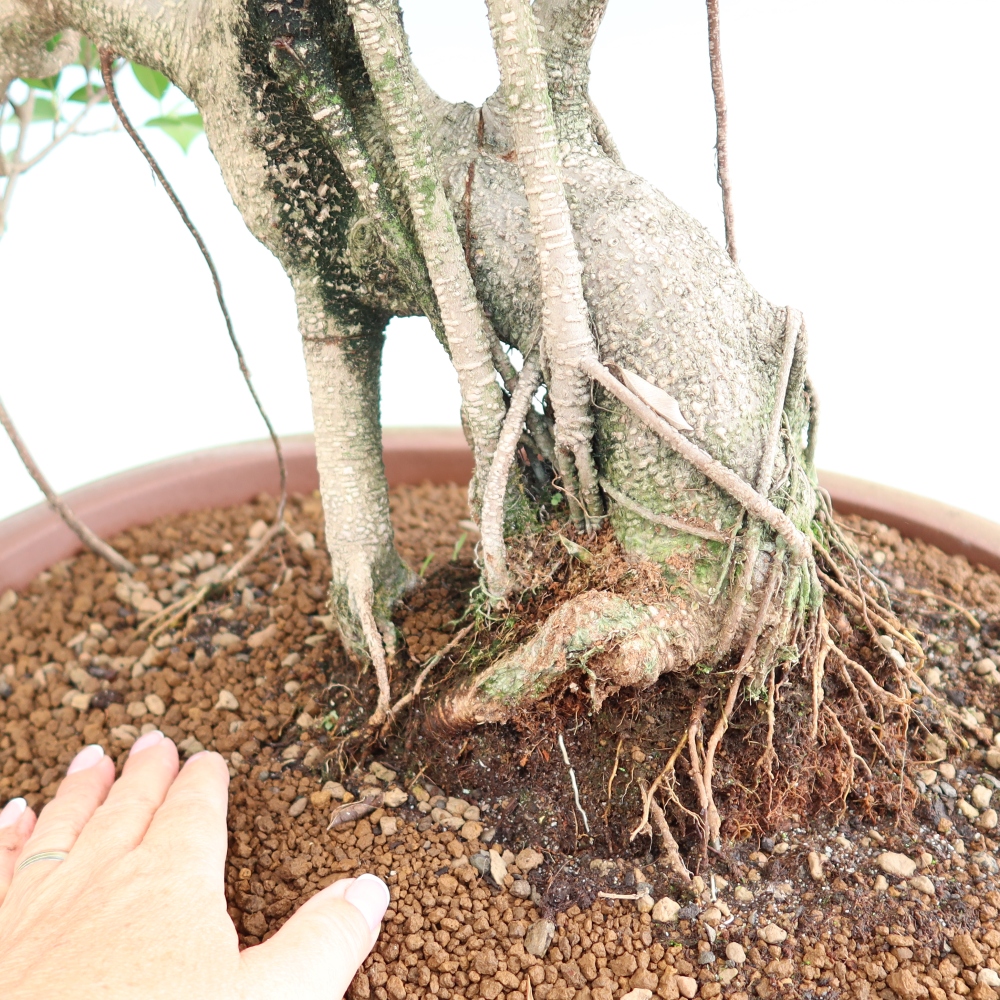 Room bonsai - Ficus kimmen - small-leaved ficus