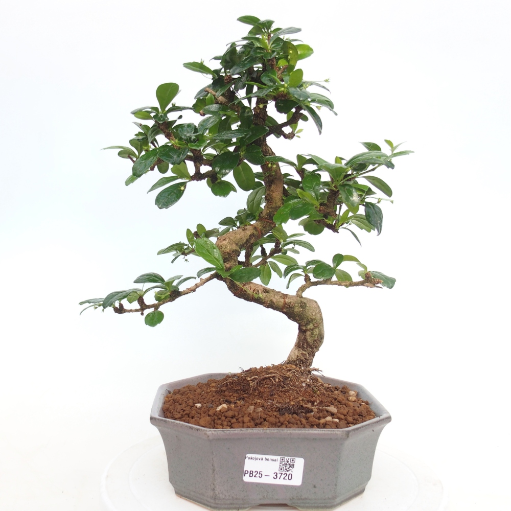 Room bonsai - Carmona macrophylla - Tea fuki