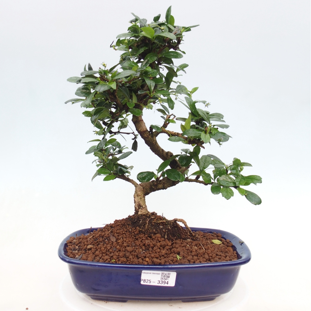 Room bonsai - Carmona macrophylla - Tea fuki