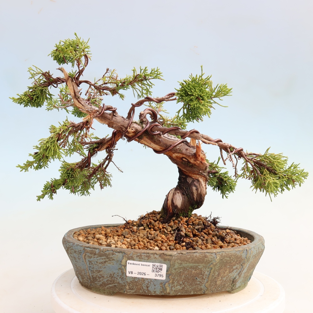Outdoor Bonsai - Juniperus chinensis Itoigawa - Chinese Juniper