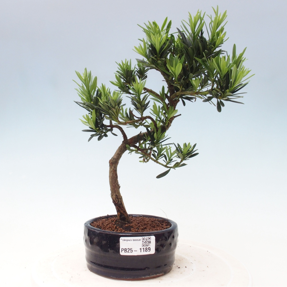 Indoor bonsai - Podocarpus - Stone thous