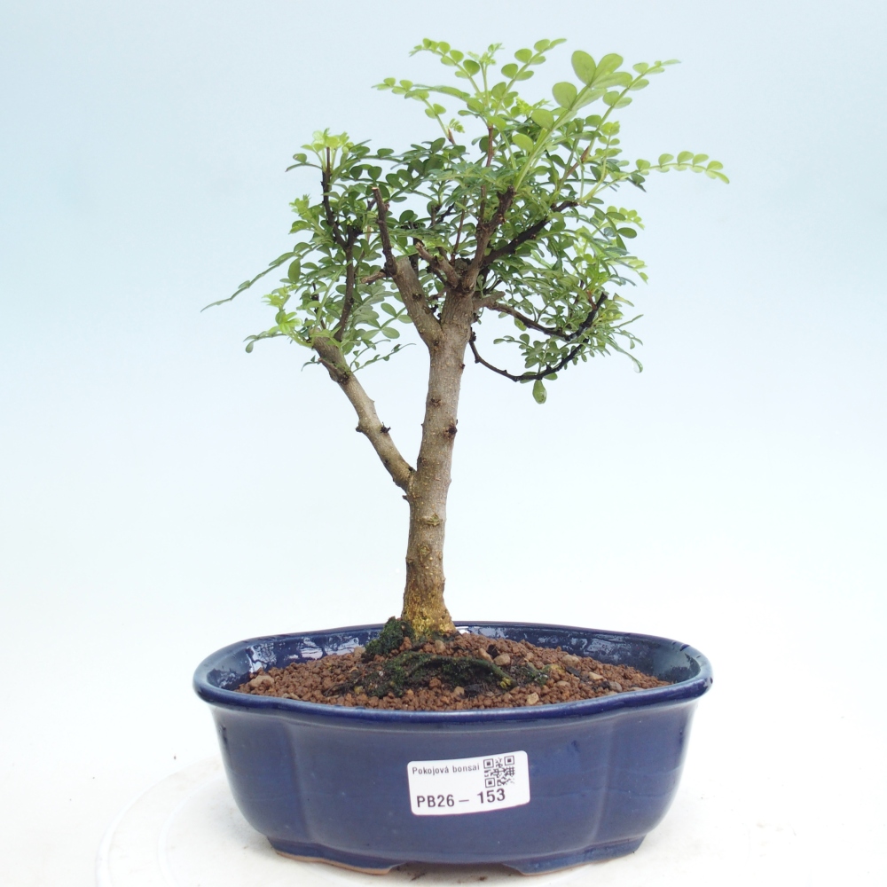 Indoor bonsai - Zantoxylum piperitum - Pepper tree