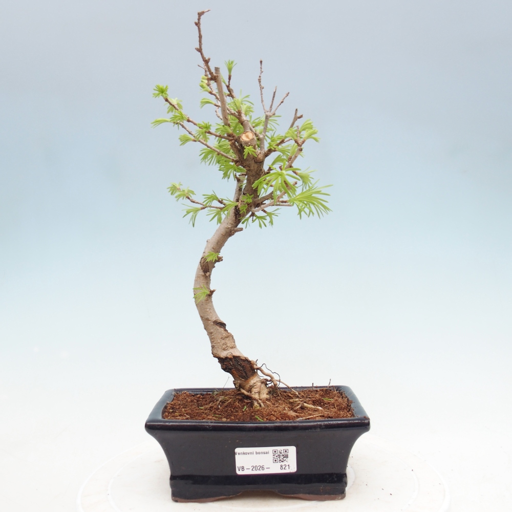 Outdoor bonsai -Pseudolarix amabis-Pseudolarix amabis