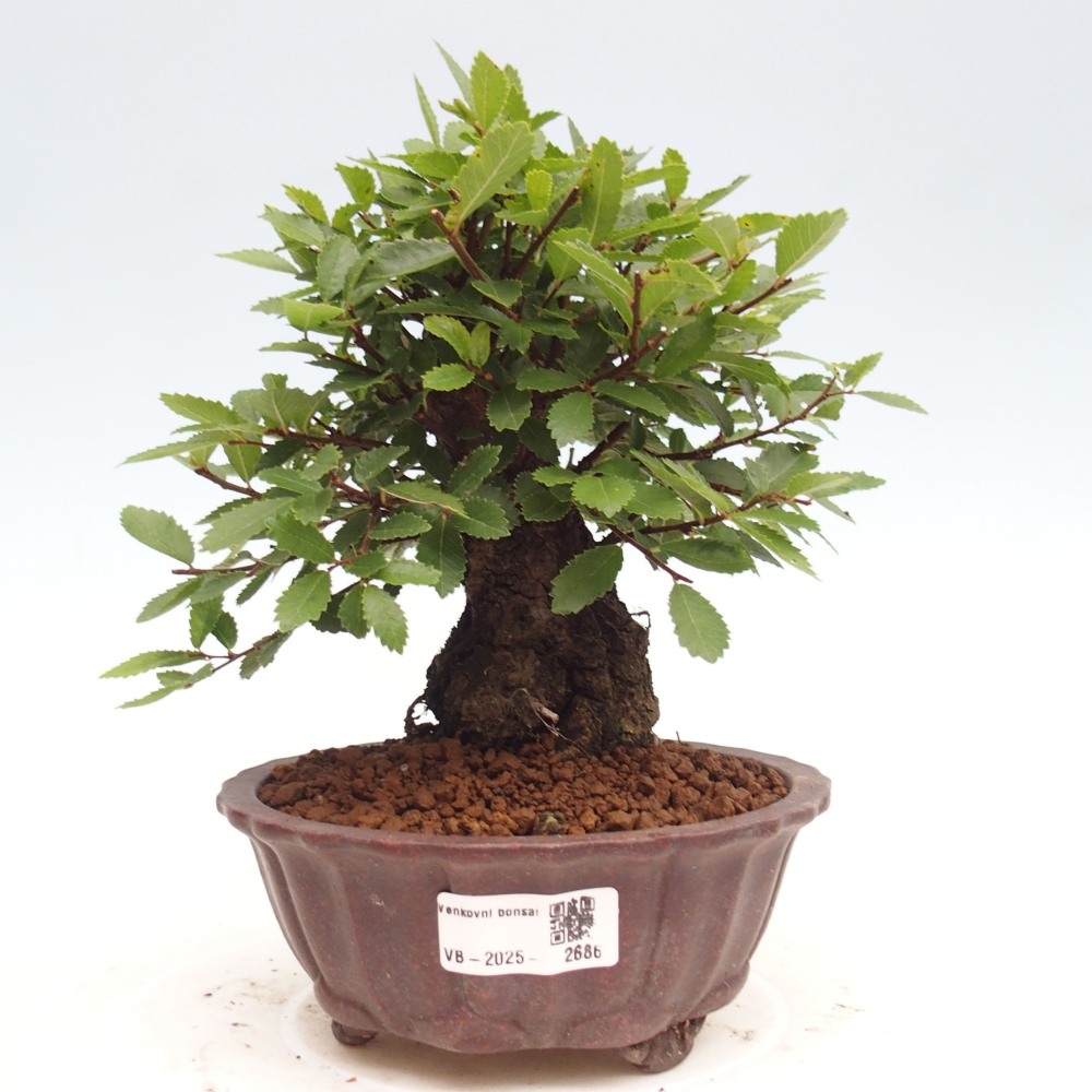 Outdoor bonsai - Zelkova - Zelkova NIRE