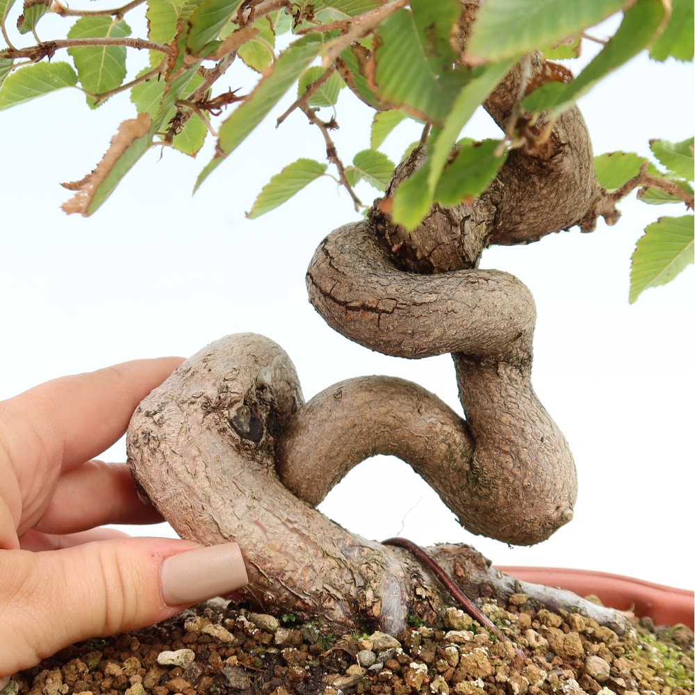 Outdoor bonsai -Carpinus CARPINOIDES - Korean Hornbeam